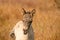 Head of a konik horse foal. The cute young animal looks straight into the camera. In the golden reeds