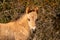 Head of a konik horse foal. The cute young animal looks straight into the camera. In the golden reeds