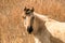 Head of a konik horse mare. In the golden reeds