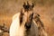 Head of a konik horse mare. In the golden reeds