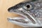 Head of Lake Trout (Salvelinus namaycush)