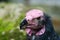 Head of Lappet-faced or Nubian Vulture