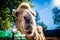 Head large beautiful camel in the zoo.