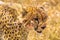Head of a large cheetah. Masai Mara. Kenya, Africa