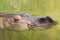 Head of Large Hippopotamus Floating Mostly Submerged