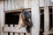 the head of a large Nubian goat leaned out of the fence, brown wool, large ears, looking at the guard, thoroughbred animal