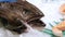 The head of a large toothy fish which lies on the ice at the fish market counter. Seafood on the Freshmarket