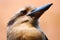 Head of a laughing kookaburra looking upwards, in side view