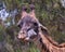 Head of a leaning giraffe