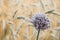 Head of leek seed around wheat field. Beauty nature