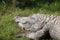 Head and left front arm of a crocodile