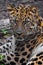 Head of a leopard Far Eastern leopard close-up, an attentive look of a predatory cat