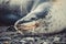 Head of a Leopard seal