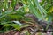 Head of lizard walking in the jungle in Sangalaki island