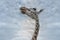 Head and long neck of giraffe against the blue sky. Interior photo Unusual perspective view from below