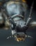 Head of longhorn beetle