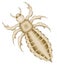 Head louse raster illustration top view