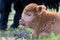 Head of lying Brown newborn scottish highlander calf