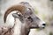 Head of male Bighorn Sheep