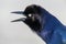 Head of male boat-tailed grackle