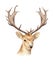 The head of a male deer with horns. Boho template to design posters, wedding invitations, cards.