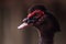 Head of a male Muscovy duck Cairina moschata with red caruncles