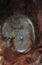 HEAD OF MALE ORANG UTAN pongo pygmaeus IN BORNEO