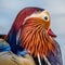 The head of a mandarin duck