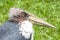 Head of marabou stork, scavenger bird, living in southern Africa