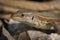 A head of a mediterranean lizard in summer