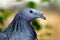 Head of a metallic green nicobar pigeon caloenas nicobarica in profile view