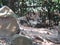 head of mexican wolf in a zoo