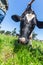 Head of Milk Cow of Friesian holstein breed on green grass. Bottom view