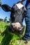 Head of Milk Cow of Friesian holstein breed on green grass. Bottom view