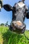 Head of Milk Cow of Friesian holstein breed on green grass. Bottom view.Head of Milk Cow of Holstein Frisia breed on green grass.