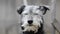 Head of a mixed breed grey and black dog looking directly at the camera