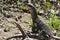 Head monitor, Varanus Rosenberg, east Australia