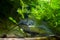 Head, mouth and barbels of juvenile dangerous invasive freshwater predator channel catfish, Ictalurus punctatus attentively stares