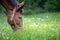 Head of mule with roached mane and halter grazing in blooming wildflower and grass mountain meadow