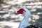 Head of a muscovy duck