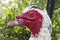 Head of a muscovy duck bird