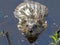 Head of a muskrat close up