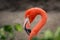 Head and Neck of an American / Caribbean Flamingo
