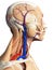 The head and neck anatomy