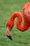 Head and neck of Caribbean flamingo