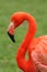 Head and neck of Caribbean flamingo