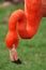 Head and neck of Caribbean flamingo