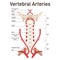 Head and neck circulatory system. Anatomical diagram of vertebral arteries.