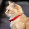 Head and Neck of Ginger Tabby Cat with Red Collar