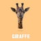 Head and neck of giraffe